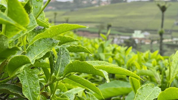 Ooty & Kodaikanal Hill Station Tour Package destination